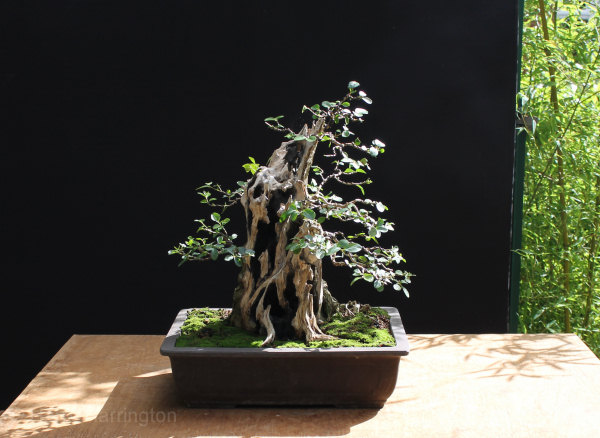 Large Privet Bonsai